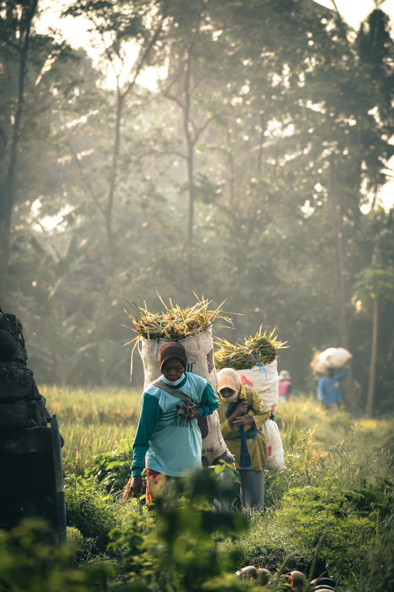 Farmers carrying sacks of freshly harvested rice through a green field at sunrise